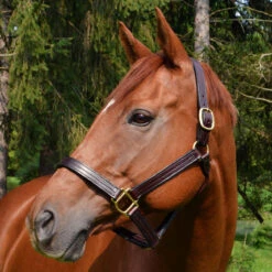 Quiet Creek Leather Halter Thoroughbred Style Brown