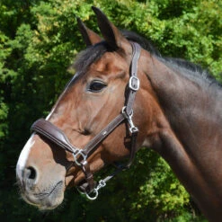 Schockemohle Fremont Anatomic Leather Halter -Lemie Horse Care Shop 1310 00012 c1109
