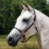 Quiet Creek Deluxe Rolled Nose Arabian Halter 1 Quiet Creek Deluxe Rolled Nose Arabian Halter -Lemie Horse Care Shop 20 875 c1120