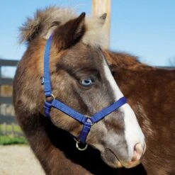 Weaver Leather Weaver Miniature Horse Adjustable Nylon Halter Large -Lemie Horse Care Shop 35 4805 c1106