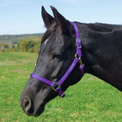 Weaver Leather Weaver Nylon Halter Average - Arabian Size -Lemie Horse Care Shop 35 5035 c1157