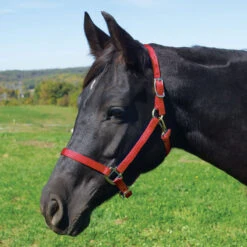 Weaver Leather Weaver Nylon Halter Average - Arabian Size -Lemie Horse Care Shop 35 5035 c1158