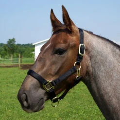 Weaver Leather Weaver Original Yearling Horse Nylon Halter -Lemie Horse Care Shop 35 7033 c1105 87b43eb9 2a28 4180 b9f2 1744a580b04b