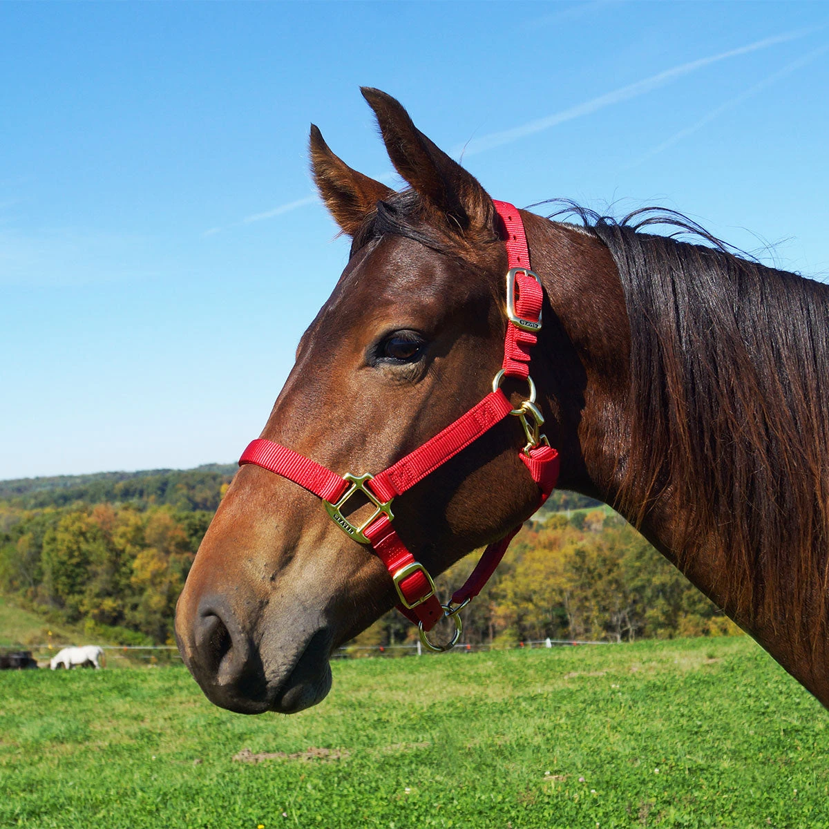 Weaver Leather Weaver Nylon Halter Average Horse Size 10 Weaver Leather Weaver Nylon Halter Average Horse Size - Image 8
