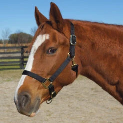 Weaver Leather Weaver Original Large Horse Nylon Halter -Lemie Horse Care Shop 35 7036 c1105 8656508d f35a 4be2 b743 5fdc63520481