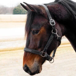 Quiet Creek Oxford Fancy Padded Leather Halter - Black 7 Quiet Creek Oxford Fancy Padded Leather Halter - Black -Lemie Horse Care Shop 4479pb c1105