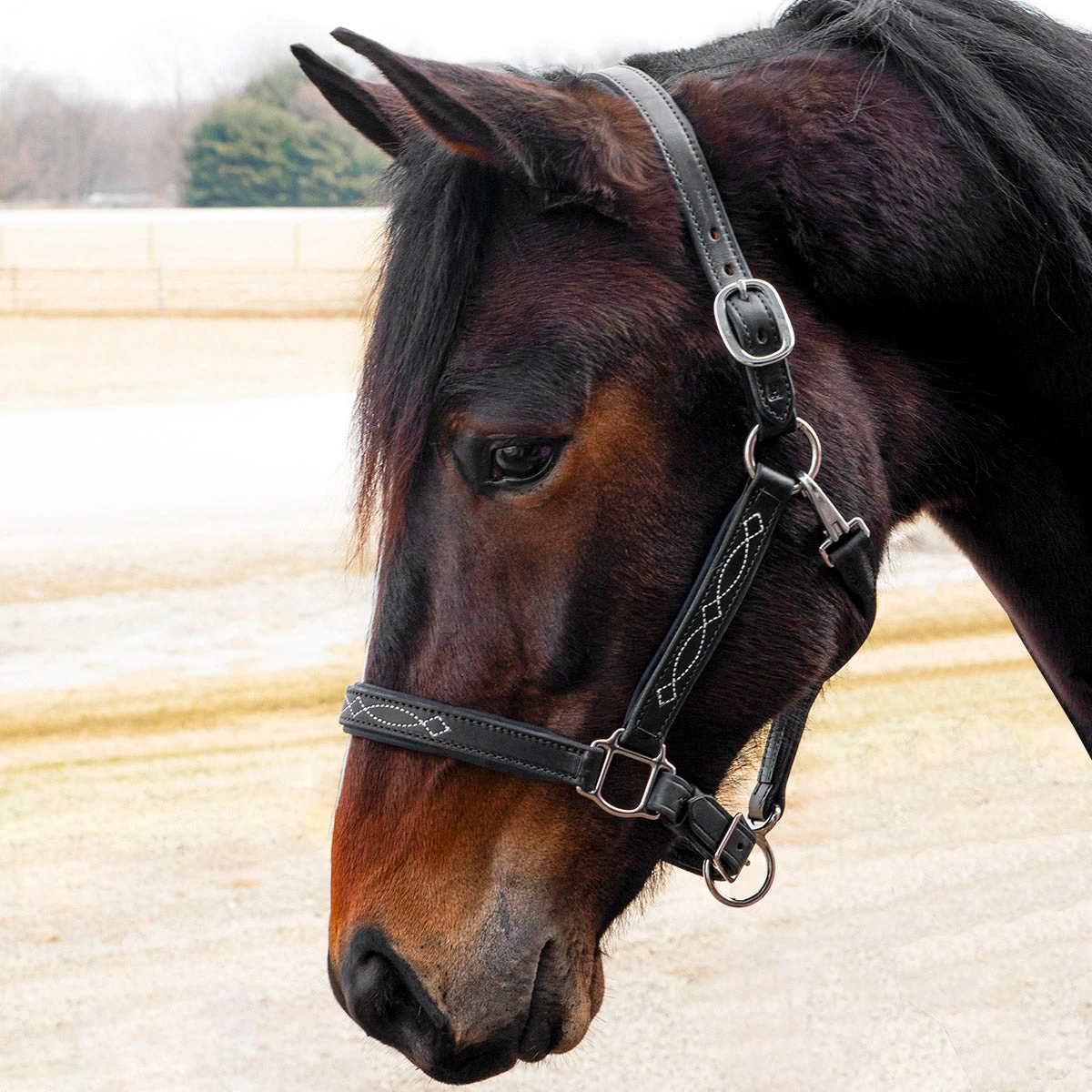 Quiet Creek Oxford Fancy Padded Leather Halter - Black 5 Quiet Creek Oxford Fancy Padded Leather Halter - Black - Image 3