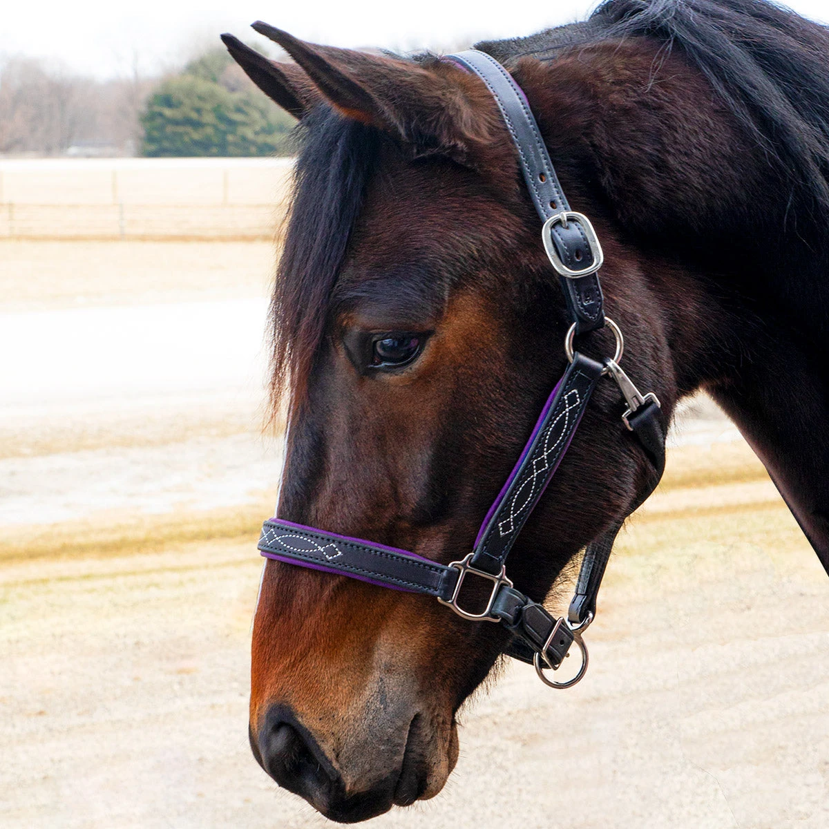 Quiet Creek Oxford Fancy Padded Leather Halter - Black 4 Quiet Creek Oxford Fancy Padded Leather Halter - Black - Image 2