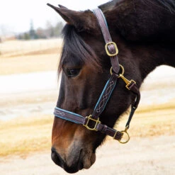 Quiet Creek Oxford Fancy Padded Leather Halter - Havana 7 Quiet Creek Oxford Fancy Padded Leather Halter - Havana -Lemie Horse Care Shop 4479ph c1137
