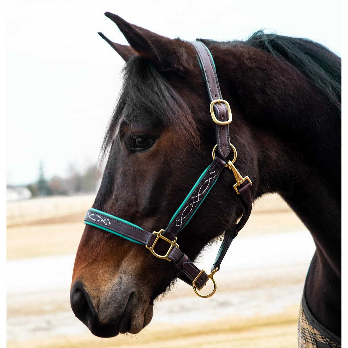 Quiet Creek Oxford Fancy Padded Leather Halter - Havana 4 Quiet Creek Oxford Fancy Padded Leather Halter - Havana - Image 2
