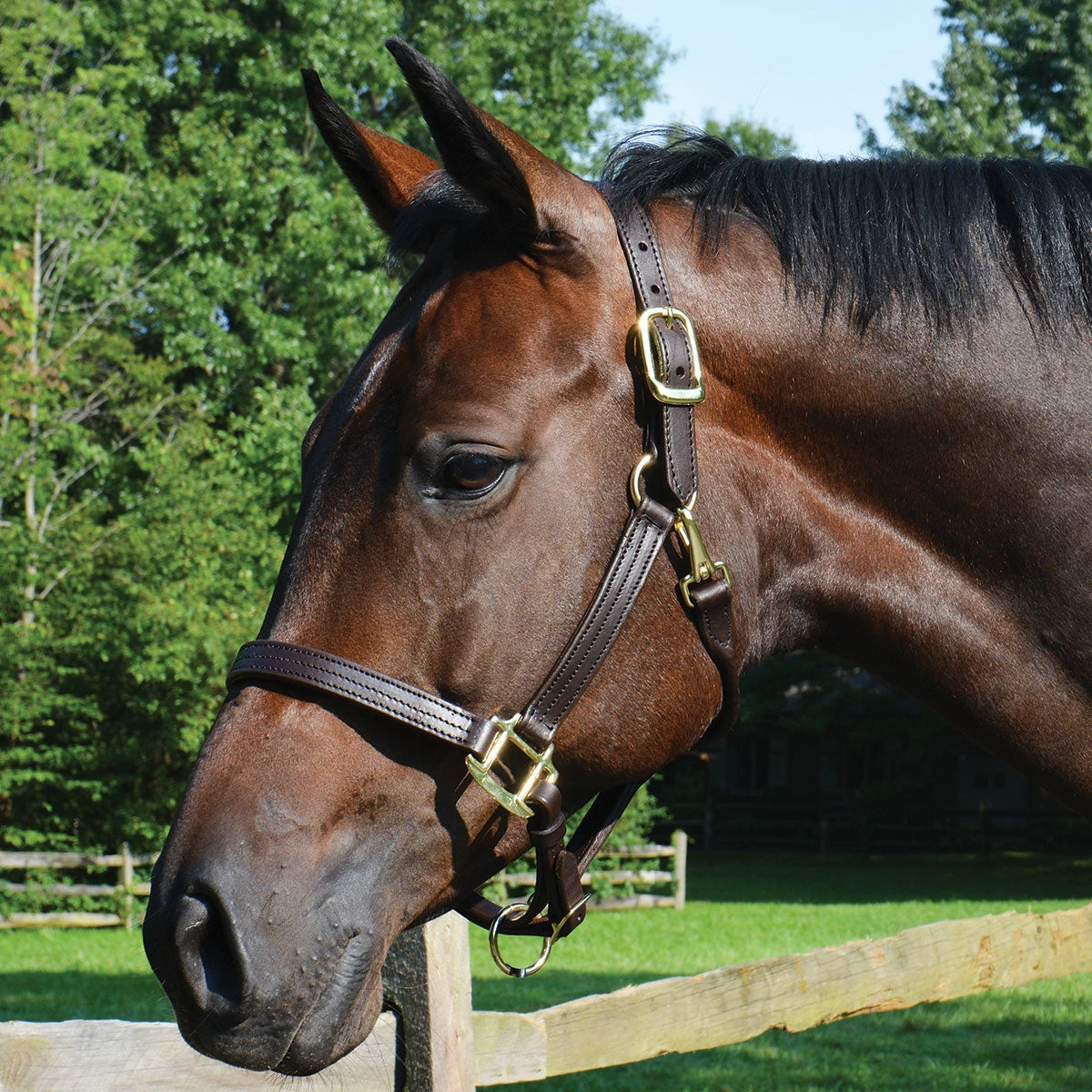 Quiet Creek Triple Stitched 1 Inch Leather Halter 3 Quiet Creek Triple Stitched 1 Inch Leather Halter