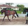 Pessoa Lunging System -Lemie Horse Care Shop 460300