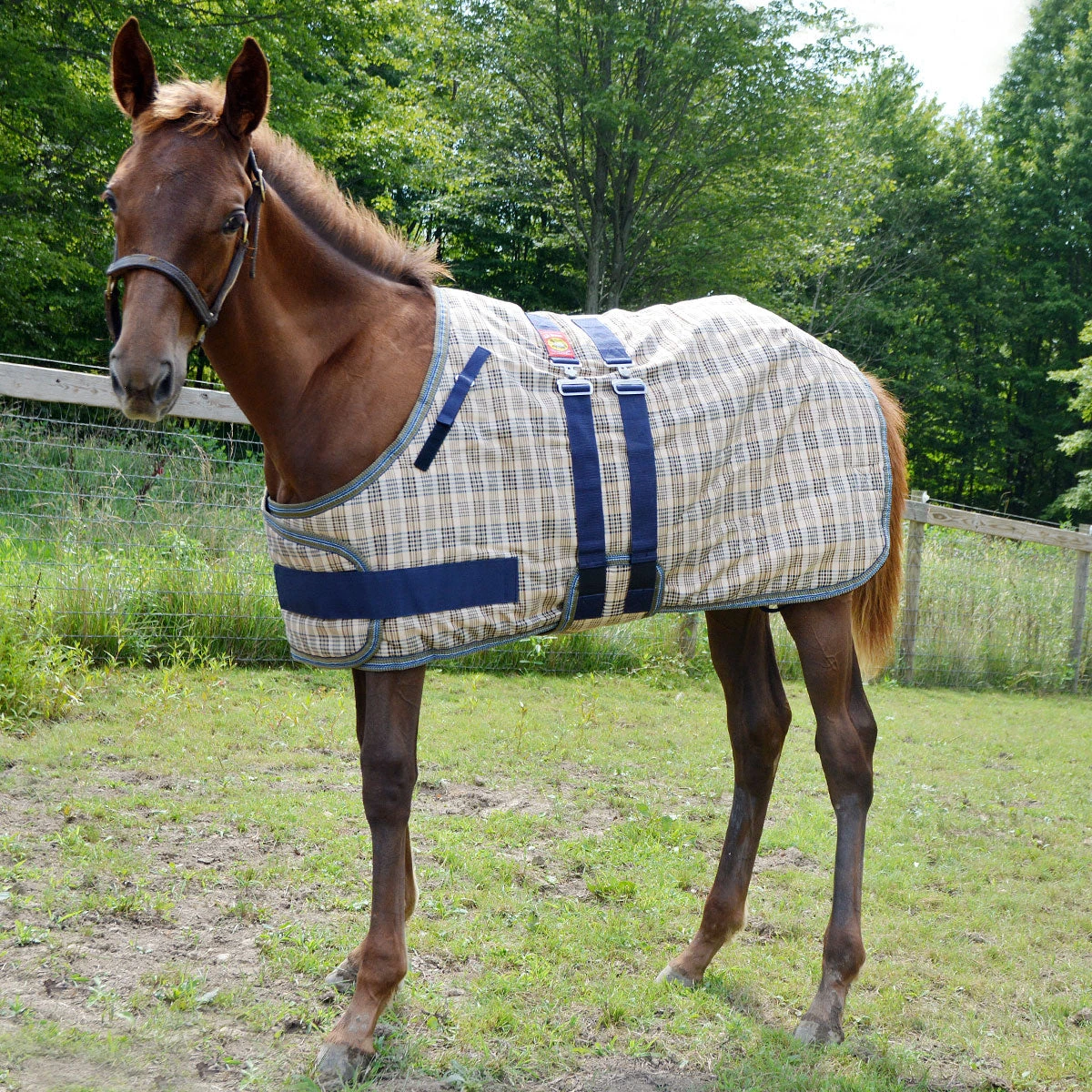 5/A Baker Foal Expand O Blanket 3 5/A Baker Foal Expand O Blanket