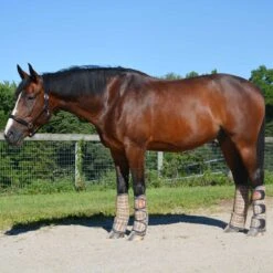 5/A Baker Transport Boots Set Of 4 -Lemie Horse Care Shop 7073j c1316 alt1