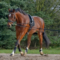 Waldhausen Waldausen Lunging System