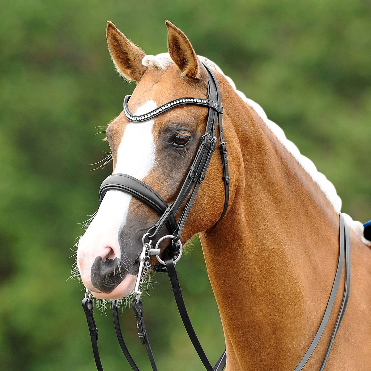 PassierBlu Dream Double Bridle 4 PassierBlu Dream Double Bridle - Image 2