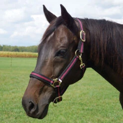 Country Pride Padded Two Tone Nylon Halter -Lemie Horse Care Shop 858735 c1110