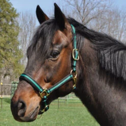 Country Pride Padded Two Tone Nylon Halter -Lemie Horse Care Shop 858735 c1133