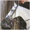 Kineton Noseband English Leather