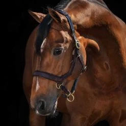 Rambo Micklem Halter -Lemie Horse Care Shop dhal8 c1109