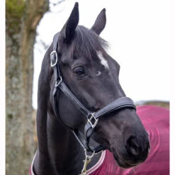 LeMieux Stitched Anatomical Leather Halter -Lemie Horse Care Shop it00882 c1105 alt2