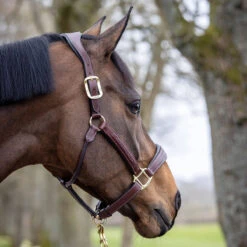 LeMieux Stitched Anatomical Leather Halter -Lemie Horse Care Shop it00882 c1109 alt2